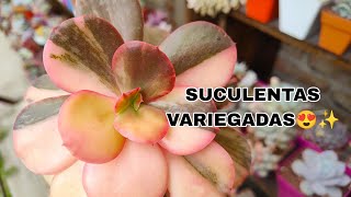 SUCULENTAS VARIEGADAS ✨✨ [upl. by Jaycee]