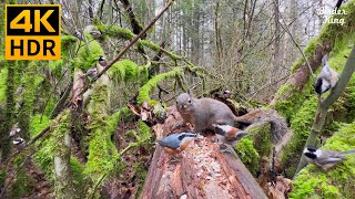 Cat TV for Cats to Watch 😺📺 Cute Birds in the Forest 🐦 Funny Ground Squirrels 🐿 8 Hours4K HDR [upl. by Ataner]