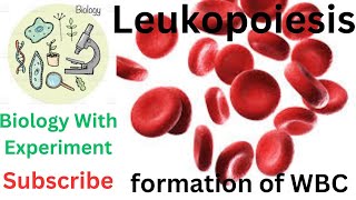 Leukopoiesis  Granulopoiesis  Lymphopoiesis  WBC  Formation of white blood cells  Hematology 🔥🔥 [upl. by Junko]