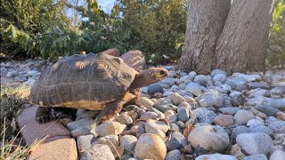 First day outside 2024 for Scoots the Red Footed Tortoise [upl. by Dorris317]