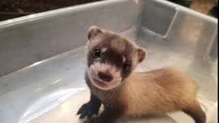 Smithsonian BlackFooted Ferret Kit Chatter [upl. by Eidda277]