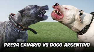 Presa Canario vs Dogo Argentino [upl. by Ashely]