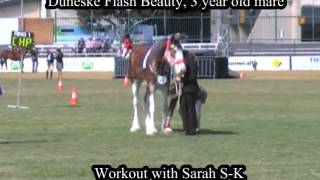 Duneske Clydesdales exhibited at the Brisbane Ekka Brisbane Royal Show 2013 [upl. by Alleoj819]