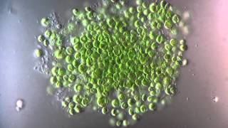 Chlorella  Chlorophyta  1250x [upl. by Savihc880]