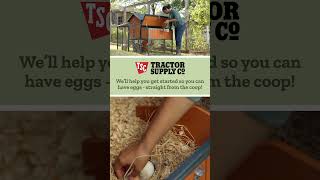 Tractor Supply Chick Days are Back [upl. by Sibilla]