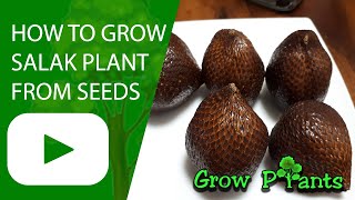 How to grow Salak plant from seeds Snake fruit [upl. by Lotte]