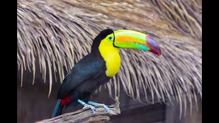 Bird Sounds  Toucan Sounds  Animal Sounds Real [upl. by Hein]