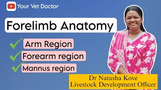 Forelimb Anatomy of Cattle  Veterinary Anatomy Forelimb [upl. by Nodnyl]