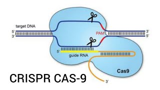 CRISPRCas9 Technology  Mechanism explained [upl. by Pacificas]