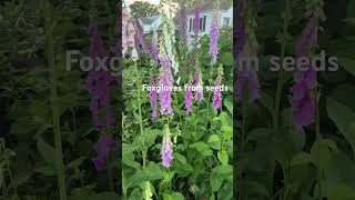 Foxgloves from seeds youtubeshorts shortsvideo [upl. by Johiah793]