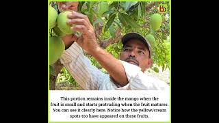 Banganapalli Mango  The Story About Its Growth [upl. by Leirbag]