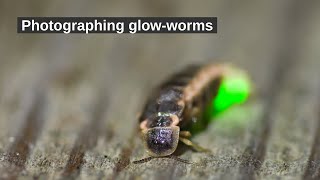 Photographing glowworms with Tamron 90mm macro lens for Nikon [upl. by Phina]