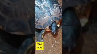 Zuppa del Corso la tartaruga dacqua 🐢🐢 a passeggio 🐢🐢 [upl. by Noyahs]