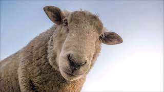 Baaing Sheep Sound Effect  Animal Sounds [upl. by Catherin]