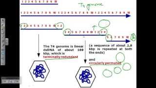 Genome structure of T4 phage [upl. by Anoirtac]