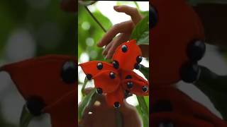 Stercullia foetida fruit harvesting wildfruit image shorts shots shortvideo [upl. by Ardel461]