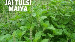 TULSI VIVAH ITulsi ChalisaAshtakAarti Kavita PaudwalAnuradha Paudwal Full Video I Jai Tulsi Maiya [upl. by Einegue]