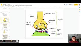 CH10 26 Synaptic Potentiation and Inhibition [upl. by Oca]