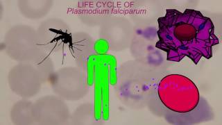 MALARIA LIFE CYCLE Plasmodium falciparum [upl. by Mainis]