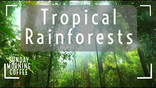 Tropical Rainforests  SUNDAY MORNING COFFEE  AQA GCSE 91 Geography 2021 [upl. by Zahara]