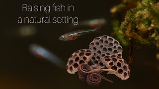 Breeding zebra danios rearing fry in a nature inspired aquarium Part 2 [upl. by Olshausen14]