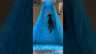 Easy athome hydrotherapy for your dog [upl. by Camus]