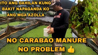 PAANO NAPAPARAMI NG MABILIS ANG AZOLLA  HOW TO GROW AZOLLA  HOW TO PLANT AZOLLA [upl. by Ojoj]