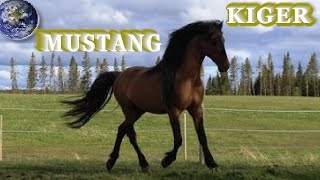 TOP Beautiful Kiger Mustang Horse in the World [upl. by Edniya995]