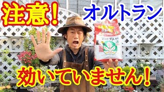 【知らなかった】殺虫剤オルトランの正しい使い方教えます 【園芸】【ガーデニング】【初心者】【アブラムシ】【害虫】【農薬】 [upl. by Asenaj198]