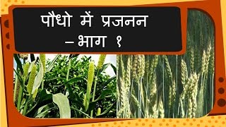 Science  Plant reproduction and growth  Hindi [upl. by Alarice]