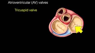 Heart Valves [upl. by Kabob572]