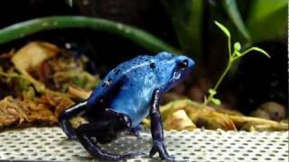 Dendrobates Azureus Blue Dart Frog [upl. by Geis]