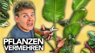 PFLANZEN VERMEHREN  Ableger richtig schneiden  Joeys Jungle Plants [upl. by Eylloh96]