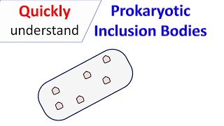 Prokaryotic inclusion bodies [upl. by Yeldoow]