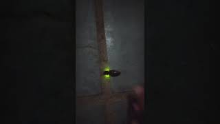 Brazilian glowing click beetle • Besouro de clique bioluminescente Pyrophorus sp [upl. by Ayifas]