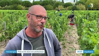 Bordeaux premières vendanges des blancs [upl. by Hibben]