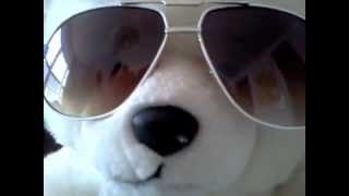 Polar Bear  POV Cams Spring 2014 [upl. by Sunderland]