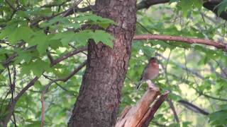 Chaffinch voice Buchfink Stimme Fringilla coelebs [upl. by Aaron986]