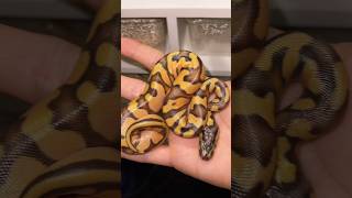 Pitone reale  Pastel Enchi Fire OD  2023  2024 snake reptiles [upl. by Hagood]