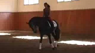 PRE Andalusian dressage horse for sale  SOLD TO CANADA  WWWHORSESPRECOM [upl. by Readus]