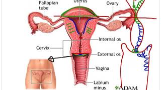 Anatomy  uterus fallopian tube ovary pelvis  OBGYN Made Easy [upl. by Polloch]