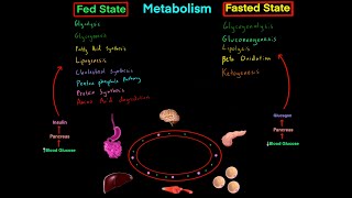 Fed State vs Fasted State Metabolism MCAT EVERYTHING YOU NEED TO KNOW BIOCHEMISTRY MCAT [upl. by Eisoj]