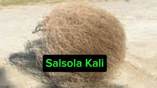 Salsola Kali  Estepicursor [upl. by Trelu]