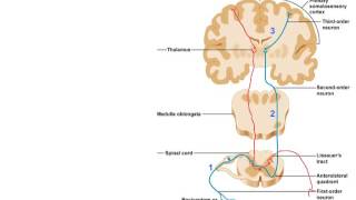 Hemisection video Captioned [upl. by Alyal]