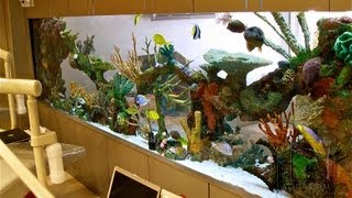 Custom Aquariums and Saltwater Fish Los Angeles [upl. by Laden]