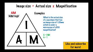 Magnification Equation  GCSE Biology [upl. by Ahsian]