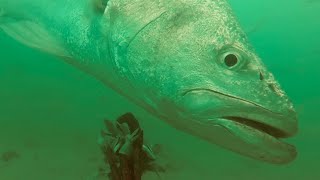 HUGE Mulloway Attacks Bait Sharks and Rays join the party too [upl. by Ysus]