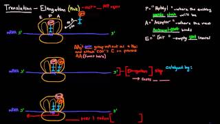 Translation Part 6 of 8  Elongation [upl. by Eidderf152]