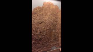 The Siege of Lachish Reliefs at the British Museum [upl. by Yelekalb]