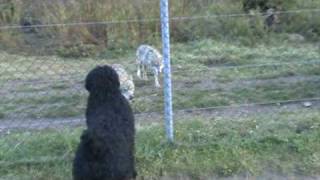 Black russian terrier meeting wolves and bears [upl. by Ladin429]